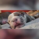 micro/pocketbullys in London