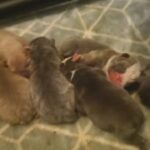new age bulldogs puppys for sale in Barrow-in-Furness