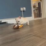 Stunning Playful French Bulldogs in Neath Port Talbot