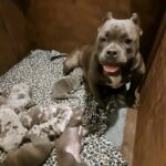 American Pocket Bullys in London