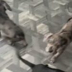 Cane Corso Pups in Nottingham