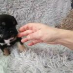 English x French bulldogs now sold in Kingston upon Hull