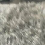 Male French Bulldog Puppy in Cardiff