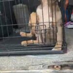 AMERICAN POCKET BULLY FEMALE in Blackburn with Darwen