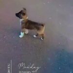 Dog for sale in Birmingham