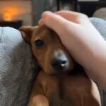 4 Month Dachshund in Rhondda Cynon Taf