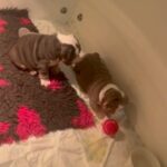 KC ENGLISH BULLDOG PUPPIES in Nottingham