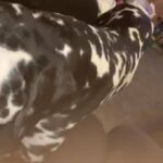 2 Year Old Dalmatian Male Looking For Loving Home in Birmingham