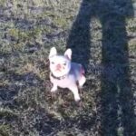 French Bulldog in Brighton