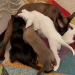 Oriental/burmese Kittens in Gloucester