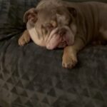 English Bulldog Stud in Tendring