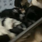 Ready Now 3 fully Health Tested Cocker Spaniels in Staffordshire