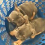 Two French Bulldogs For Sale in Thurrock