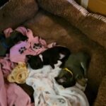 2 male blue chihuahua puppies and black female in Guildford