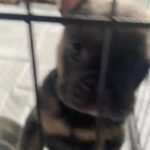 2 French bulldog Puppies in Blackpool