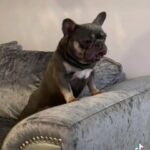 Gizmo French Bulldog Stud Boy in Birmingham