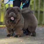 Chow Chow Stud Boy in Birmingham