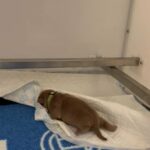 Female Pocket Bully in Newcastle upon Tyne