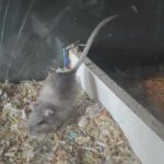 female gerbil for sale in Kirklees