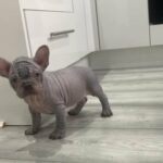 Hairless French Bulldog Pup in Glasgow