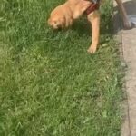 13 month Labrador in London