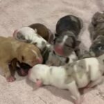 American Bulldogs in Glasgow