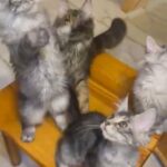 Maine Coon Kittens With Pedigree in London