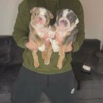English Bulldog Pups in Nottingham