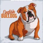 English Bulldog Co Owns Available in Tendring