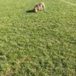 Female British Bulldog in Worthing