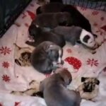 9 Blue Staffy's for sale. in Glasgow