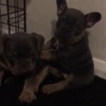 French Bulldog Puppies in Thurrock