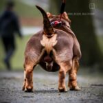 POCKET BULLY FEMALE in Blackburn with Darwen