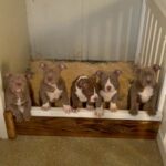American Bully Pocket Females in London