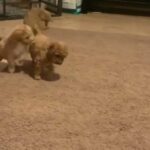 Cavapoochon Puppies in Medway