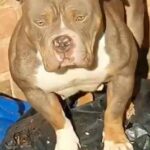 American Pocket Bully Puppies Lilac Tri in Birmingham