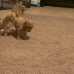 Cavapoochon (toy) Puppies in Medway