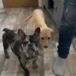 Gold Yellow Female Kc Labrador in Sheffield