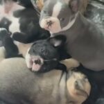 French Bulldog Puppies in Boston