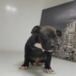 Staffy in London