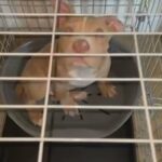 Lilac Tri Pocket Bully For Sale in Preston