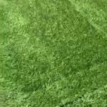 French Bulldog Puppy’s For Sale! in London