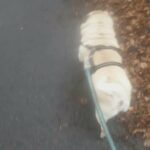 pug in Birmingham