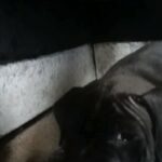 1 female American bully in Rochdale