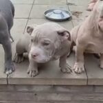 Gorilla Bloodline Girl Pocket Bullys in Leicester