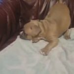 America Bully puppy for sale in Wakefield