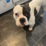 Female Exotic Bully in Leeds