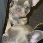 French Buldogs in London