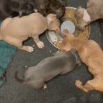 The Only King Kodiak Great Grandpups Currently Available In This Country in London