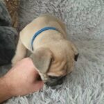 English x French bulldog, now sold in Kingston upon Hull